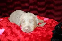 Juliet, a female Labrador Retriever for sale in Stockton, MO – Photo 7 of 10