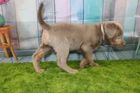 Juliet, a female Labrador Retriever for sale in Stockton, MO – Photo 6 of 9