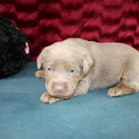 Juliet, a female Labrador Retriever for sale in Stockton, MO – Photo 7 of 9