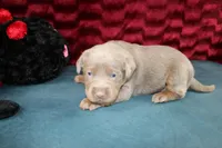 Juliet, a female Labrador Retriever for sale in Stockton, MO – Photo 5 of 10