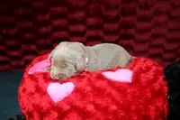 Juliet, a female Labrador Retriever for sale in Stockton, MO – Photo 10 of 10