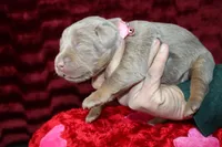 Juliet, a female Labrador Retriever for sale in Stockton, MO – Photo 8 of 10