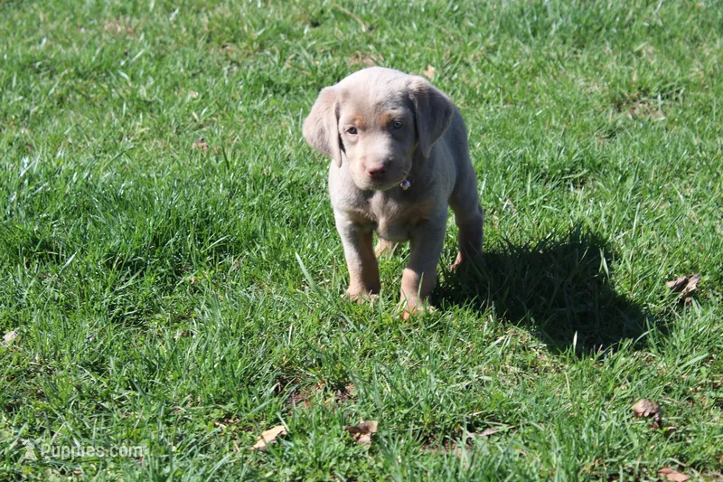 Juliet – Labrador Retriever puppy for sale in Stockton, MO