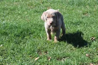 Juliet, a female Labrador Retriever for sale in Stockton, MO – Photo 2 of 9