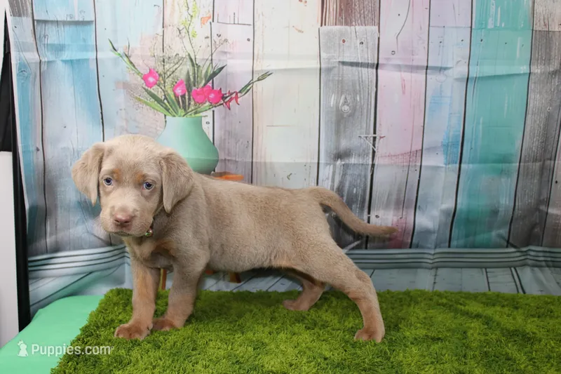 Juliet – Labrador Retriever puppy for sale in Stockton, MO