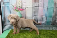 Juliet, a female Labrador Retriever for sale in Stockton, MO – Photo 1 of 9