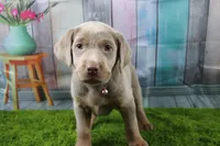 Juliet, a female Labrador Retriever for sale in Stockton, MO – Photo 9 of 9