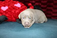 Juliet, a female Labrador Retriever for sale in Stockton, MO – Photo 3 of 10