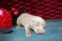 Juliet, a female Labrador Retriever for sale in Stockton, MO – Photo 4 of 10