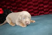 Juliet, a female Labrador Retriever for sale in Stockton, MO – Photo 1 of 10