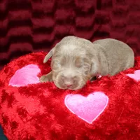 Juliet, a female Labrador Retriever for sale in Stockton, MO – Photo 8 of 9