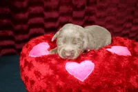 Juliet, a female Labrador Retriever for sale in Stockton, MO – Photo 9 of 10