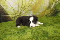 Liberty, a female Miniature Australian Shepherd for sale in Stockton, MO – 7 of 10