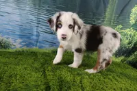 Freedom, a female Miniature Australian Shepherd for sale in Stockton, MO – 5 of 10