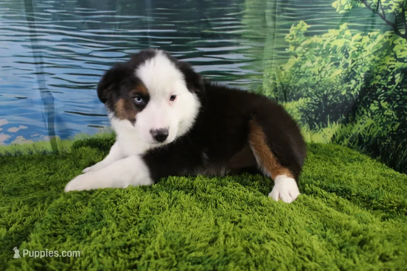 Ellis – Miniature Australian Shepherd puppy for sale in Stockton, MO