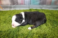 Jubilee, a female Miniature Australian Shepherd for sale in Stockton, MO – 3 of 7