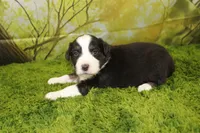 Liberty, a female Miniature Australian Shepherd for sale in Stockton, MO – 6 of 10