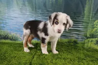Freedom, a female Miniature Australian Shepherd for sale in Stockton, MO – 6 of 10