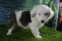 Irene, a female Miniature Australian Shepherd for sale in Stockton, MO – 2 of 10