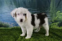 Irene, a female Miniature Australian Shepherd for sale in Stockton, MO – 6 of 10