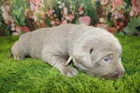 Ember, a female Labrador Retriever for sale in Stockton, MO – 3 of 7
