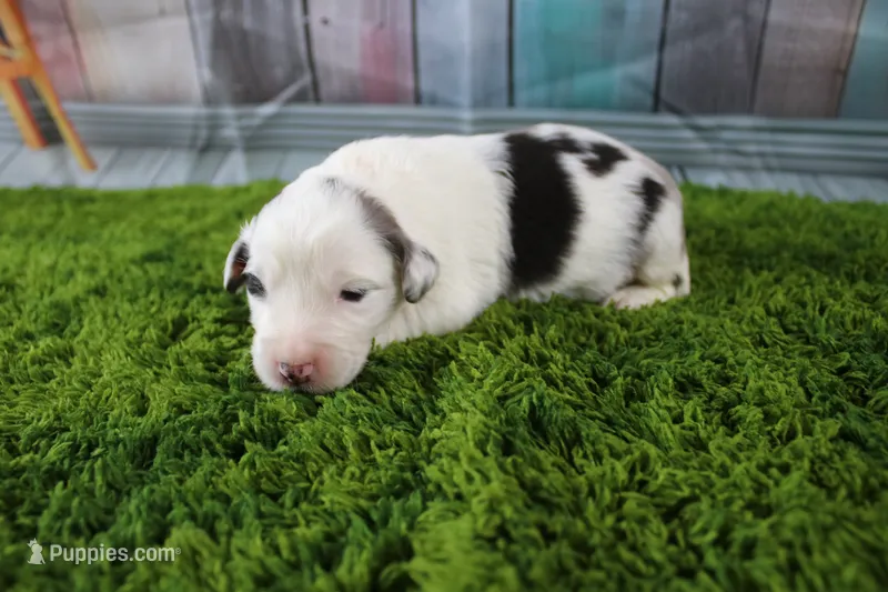 Harriett – Miniature Australian Shepherd puppy for sale in Stockton, MO