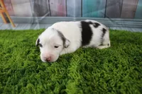 Harriett, a female Miniature Australian Shepherd for sale in Stockton, MO – 1 of 4