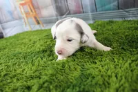 Harriett, a female Miniature Australian Shepherd for sale in Stockton, MO – 4 of 4
