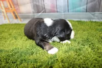 Jubilee, a female Miniature Australian Shepherd for sale in Stockton, MO – 2 of 7