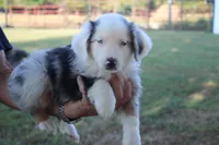 George, a male Miniature Australian Shepherd for sale in Stockton, MO – 2 of 10