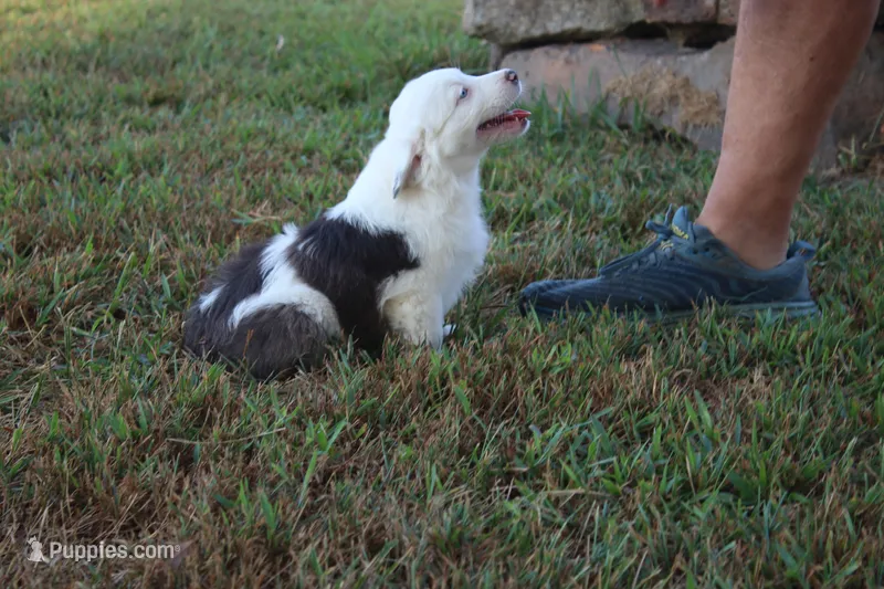 Irene – Miniature Australian Shepherd puppy for sale in Stockton, MO