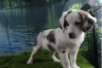 Harriett, a female Miniature Australian Shepherd for sale in Stockton, MO – 4 of 10