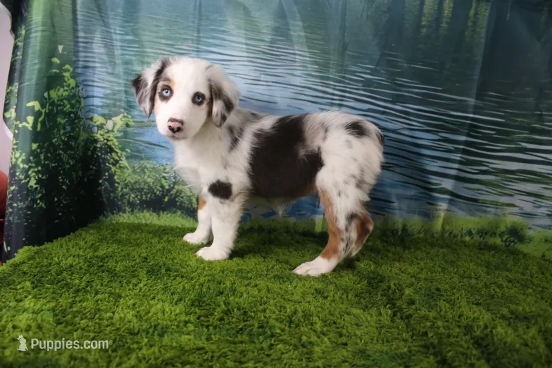 Freedom – Miniature Australian Shepherd puppy for sale in Stockton, MO