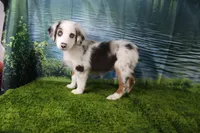 Freedom, a female Miniature Australian Shepherd for sale in Stockton, MO – 1 of 10