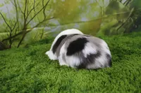 Boston, a male Miniature Australian Shepherd for sale in Stockton, MO – 2 of 9