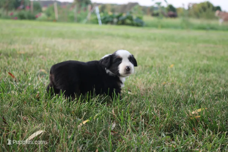 Jubilee – Miniature Australian Shepherd puppy for sale in Stockton, MO