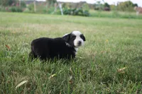 Jubilee, a female Miniature Australian Shepherd for sale in Stockton, MO – 1 of 10