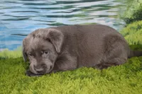 Wren, a female Labrador Retriever for sale in Stockton, MO – 5 of 9