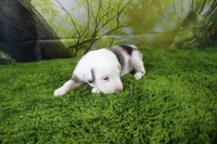 Boston, a male Miniature Australian Shepherd for sale in Stockton, MO – 5 of 9