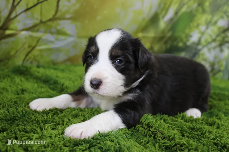 Liberty – Miniature Australian Shepherd puppy for sale in Stockton, MO