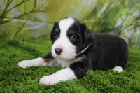Liberty, a female Miniature Australian Shepherd for sale in Stockton, MO – 5 of 10