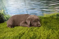 Wren, a female Labrador Retriever for sale in Stockton, MO – 7 of 9