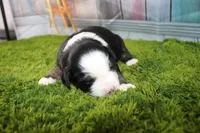 Jubilee, a female Miniature Australian Shepherd for sale in Stockton, MO – 7 of 7