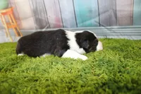 Ellis, a male Miniature Australian Shepherd for sale in Stockton, MO – 4 of 5