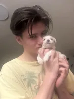 Donna, a female Maltese for sale in Prairie Grove, AR – Photo 5 of 10