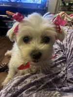 Donna, a female Maltese for sale in Prairie Grove, AR – Photo 9 of 10