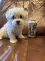 Donna, a female Maltese for sale in Prairie Grove, AR – Photo 3 of 10