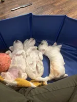 Donna, a female Maltese for sale in Prairie Grove, AR – Photo 7 of 10