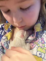 Donna, a female Maltese for sale in Prairie Grove, AR – Photo 6 of 10