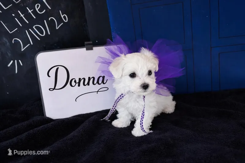 Donna – Maltese puppy for sale in Prairie Grove, AR